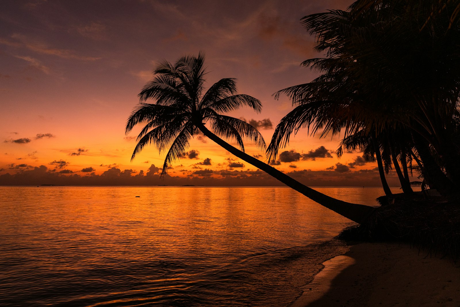 Palm trees silhouetted against an orange sunset over the ocean in the Maldives